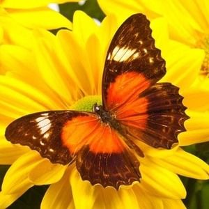 Meet your Posher, Ginger